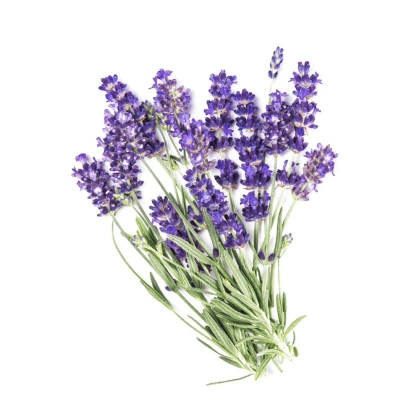 OhMart Mességué - Organic True Lavender Essential Oil 10ml (Best Before Date: Sept 2023) 2